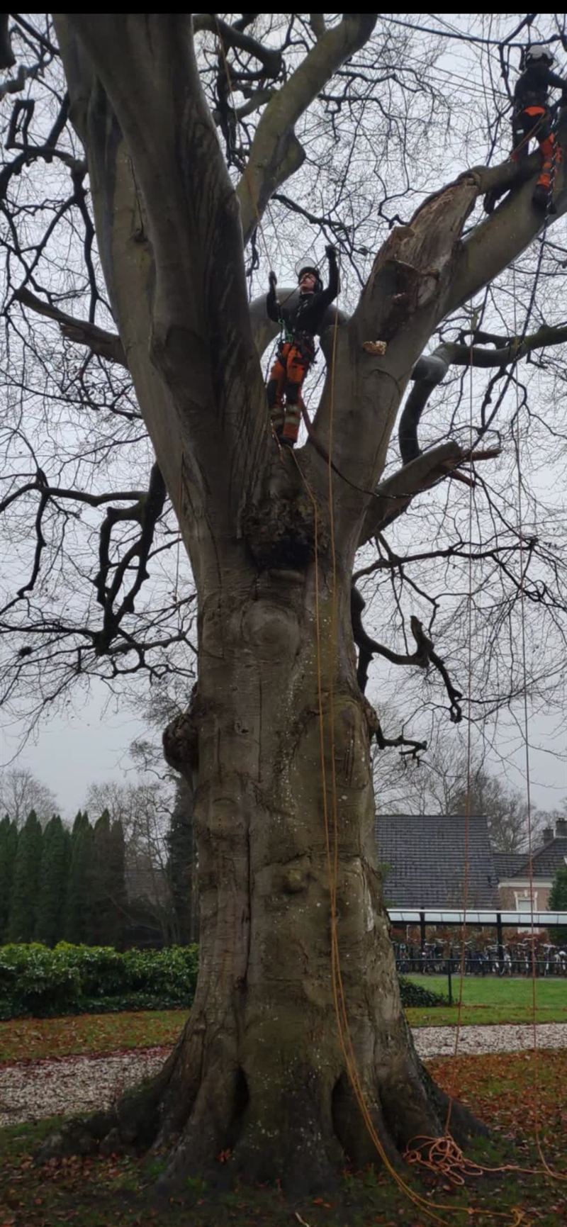 Twee boomverzorgers klimmen met touwen in een monumentale beuk