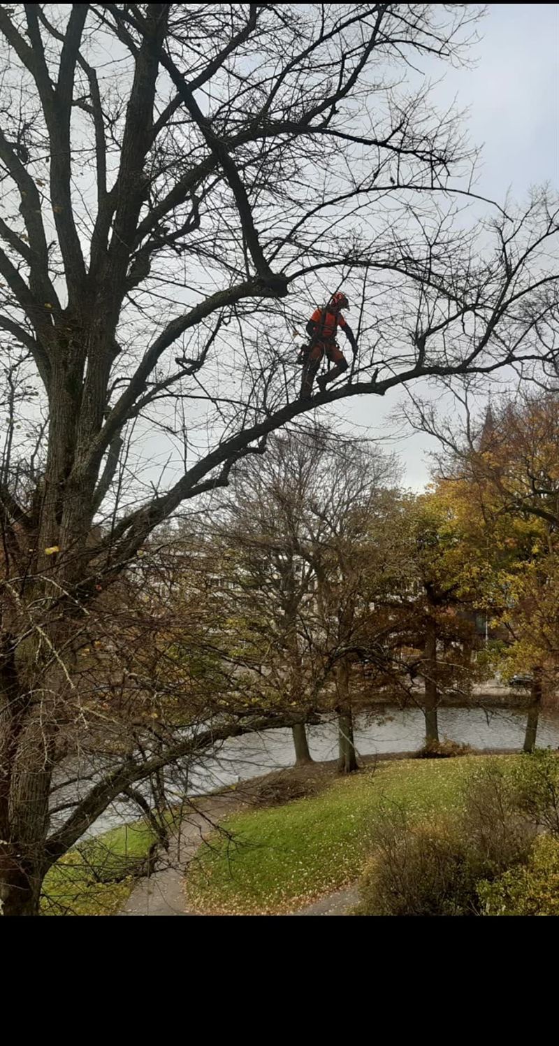 Boomverzorger balanceert op een tak boven een parkvijver